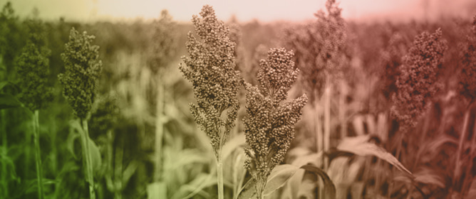 Diagnosing Early Establishment of Hybrid Sorghum in Response to Seeding Rates Using UAV-Based Remote Sensing and Soil ECa Analysis