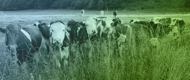 Frequency Distribution of Sward Heights and Forage Species Composition in Different Integrated Crop&ndash;Livestock Systems
