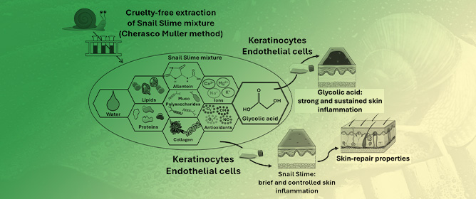 Snail Slime vs. Glycolic Acid: Cell Insights into Skin and Endothelial Effects