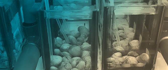 Phage-Based Approaches for Potential Integration into Bivalve Depuration Systems