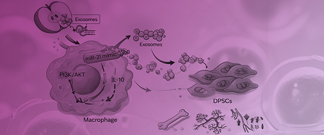 Apple-Derived Vesicles Orchestrate Bone Regeneration:<em> In Vitro</em> Proof of Concept