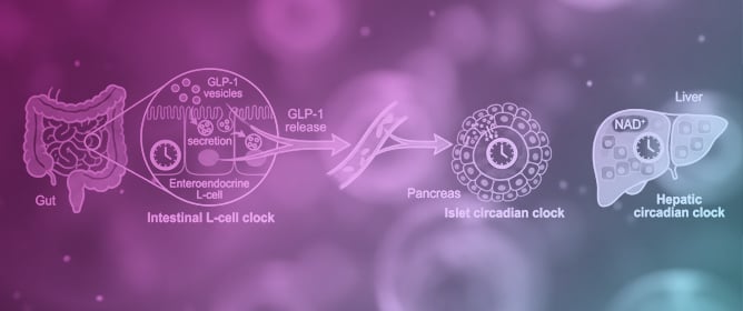 GLP-1 Receptor Agonists at the Crossroads of Circadian Biology, Sleep, and Metabolic Disease