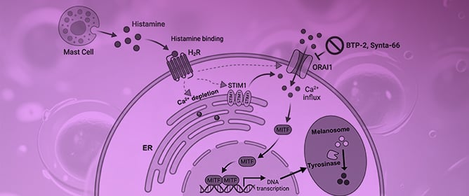 Chronic Histamine Exposure Promotes Melanogenesis via ORAI1-STIM1-Mediated Calcium Signaling Remodeling