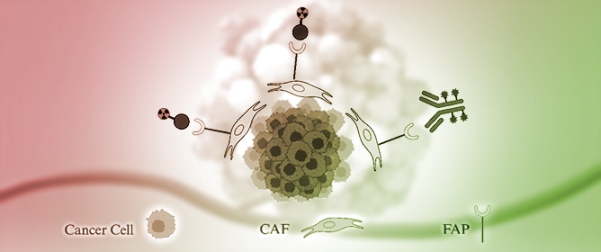 Cancer-Associated Fibroblasts: Clinical Applications in Imaging and Therapy