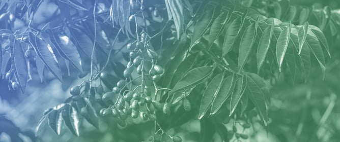 Ecological Correspondence Between Morphological Variation and Germplasm Movement Zones of <em>Cedrela odorata</em> L. in Southeastern Mexico