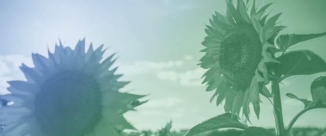 A Reappraisal of the Principle of Maximum Power