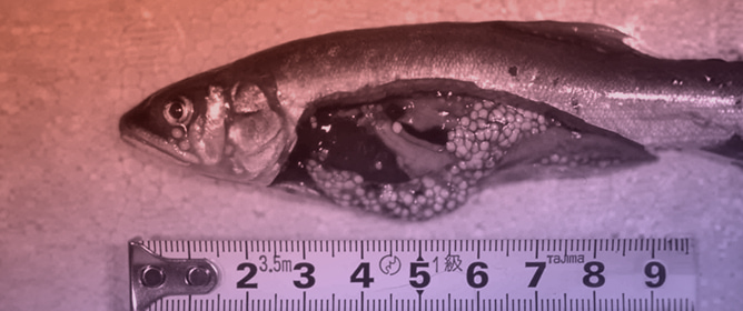 A Scoping Review of Naturally Occurring Xenomas in Fish: Clinical Features, Diagnostic Approaches, and Knowledge Gaps