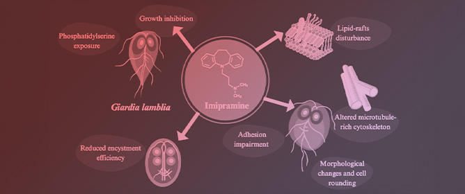 Repositioning Imipramine for Antiparasitic Effects Against <em>Giardia lamblia</em>