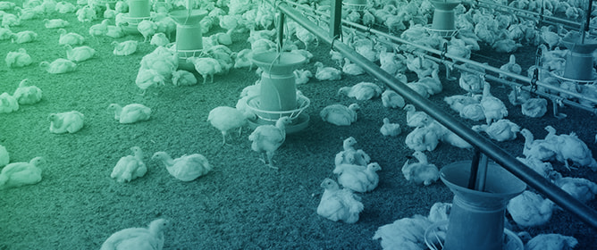 Effects of Probiotics <em>Weizmannia faecalis</em> and<em> Bacillus licheniformis</em> on Performance and Carcass Traits of Broilers