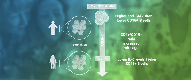 B Cell Levels in Centenarians, Semi-Supercentenarians, and Supercentenarians: Descriptive Analysis by Age, Sex, Cytomegalovirus Status, and Interleukin-6