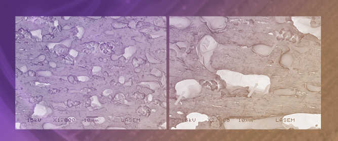 Temporal Dynamics and Integrative Characterization of <em>Streptococcus uberis</em> Biofilm Development