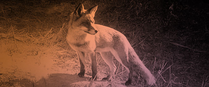 Red Fox Activity and Farmers&rsquo; Perception in a Central Italy Reserve