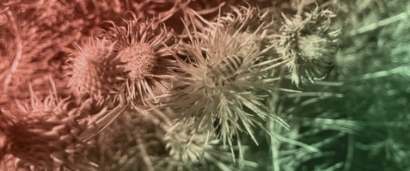 Isolation and Antiprotozoal Effects of Two Sesquiterpene Lactones from <em>Ptilostemon chamaepeuce</em> subsp. <em>cyprius</em> (Asteraceae)