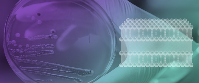Prevalence, Determinants, and Temporal Dynamics of Multidrug-Resistant Gram-Negative Bacilli in Urinary Tract Infection Patients from Central Portugal (2018&ndash;2022)