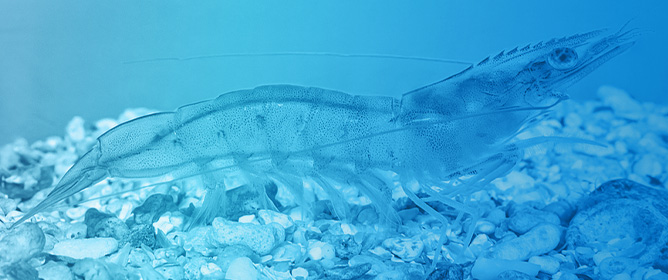 Determining the Minimum Mature Inoculum Requirement for Nitrification Efficiency and Enhanced Zootechnical Performance of <em>Penaeus vannamei</em> in BFT System