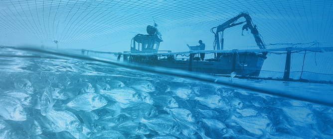 Seawater Temperature at Harvest Shapes Fillet Proteolytic Activity at Chilled Storage in Three Mediterranean-Farmed Fish
