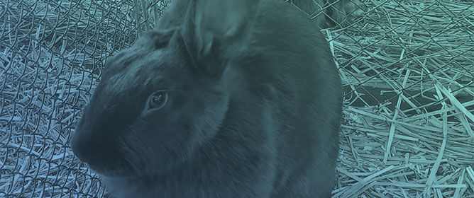 Valorisation of Rabbit Biodiversity for Meat Production: Evaluation of Different Rabbit Genotypes