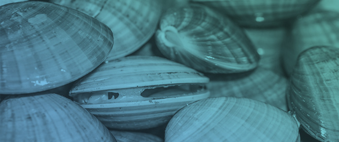 Microplastic Polymer Mass Fractions in Marine Bivalves: From Isolation to Hazard Risk