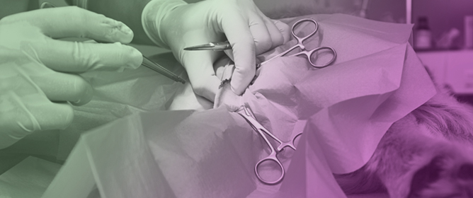 Impact of Two Surgical Techniques for Umbilical Hernia Repair, With and Without Peritoneal Opening, on Pain Response, Sedation, and Oxidative Stress in Calves