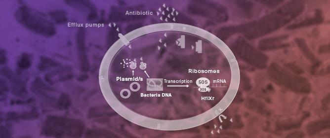 Antibiotic Resistance and Virulence Mechanisms in <em>Klebsiella pneumoniae</em>: Understanding for Better Interventions
