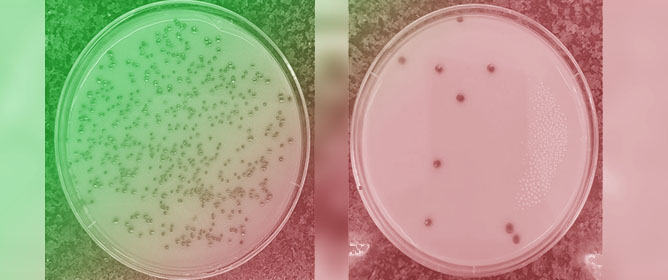 Oral <em>Candida</em> Colonisation in Radiotherapy-Treated Head and Neck Cancer Patients: Prevalence, Species Diversity and Antifungal Resistance Compared with Healthy Controls