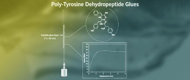 Poly(L-Tyrosine)-Containing Dehydropeptides: Hydrogels vs. Bioadhesives