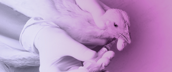 The Rising Threat of Antibiotic Resistance in Poultry: Veterinary and One Health Perspectives