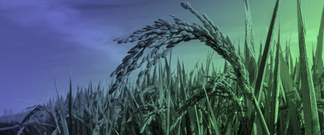 Transcriptional Divergence of Conserved Starch Metabolism Genes During Grain Filling in<em> Indica</em> and<em> Japonica</em> Rice