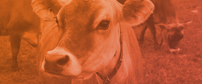 Association of Hair Shedding Level with Cow&ndash;Calf Performance in Summer-Bred Dexter Cattle