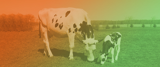 Impact of Summer Calving on Milk Production, Reproduction, and Culling Risk in Organic Dairy Cattle