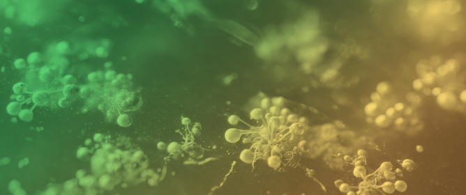 Isolation and Reassembly of Cultivable Bacteria and Yeasts for Kombucha Tea Fermentation