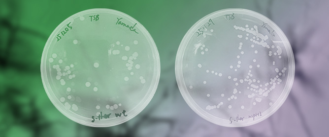 Genome-Scale Modeling-Guided Metabolic Engineering Enables Heterologous Production of 3-Amino-4-hydroxybenzoic Acid in <em>Streptomyces thermoviolaceus</em>