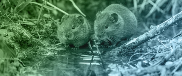 Four Decades of Common Vole (<em>Microtus arvalis</em> Pallas 1778) Population Outbreaks in NW Spain: Transition from Environmentally Harmful Practices to Sustainable Integrated Pest Management (IPM)