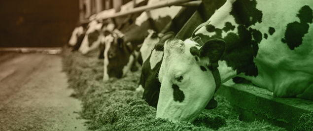 Advanced Technologies to Treat Manure Generated on Dairy Farms: Overview and Perspectives for Intensifying Australian Systems