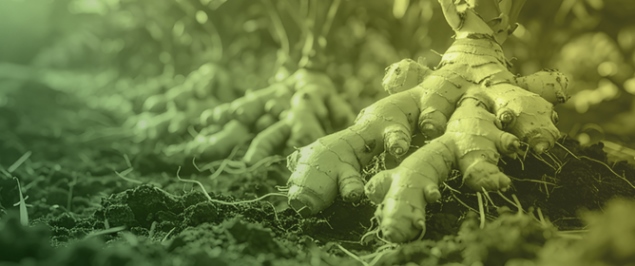Soil Fumigation Combined with Seed Rhizome Disinfection to Synergistically Promote Soil Health and Increase Ginger Yield