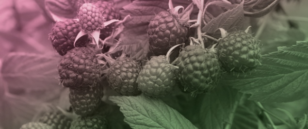 Detection of Floricane Raspberry Shrubs from Unmanned Aerial Vehicle Imagery Using YOLO Models