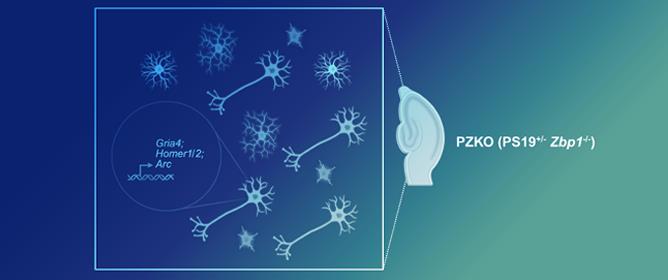 The Genotoxic Stress Sensor ZBP1 Drives Tau Pathology