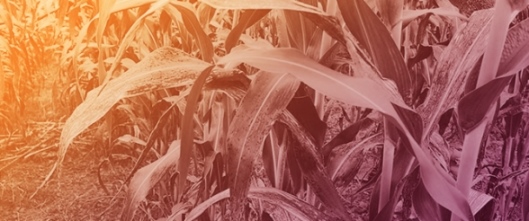 Genomic Analysis of Resistance to <em>Exserohilum turcicum</em> in Nigerien and Senegalese Sorghum Using GWAS and Machine Learning














