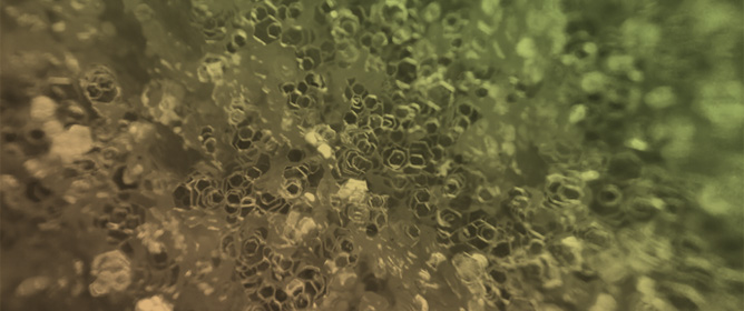 Trade-Offs Between Antioxidant Functionality and Physical Properties of Glycerol-Plasticized Chitosan Nanocomposite Films Containing Different-Sized Lignin Nanoparticles