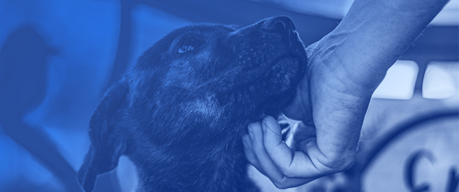 Working on the Frontline of Dog Adoption: The Perspectives and Experiences of Animal Shelter Workers in RSPCA Queensland