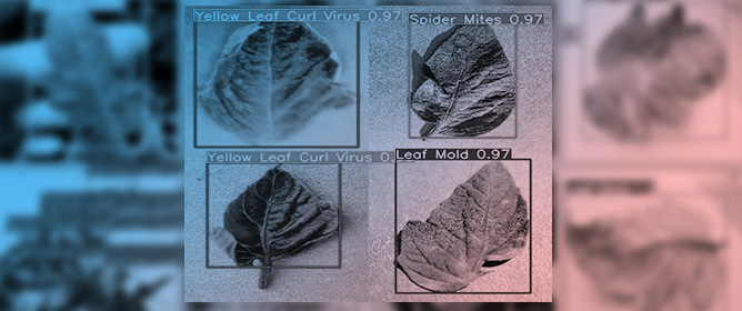 Intelligent Tomato Leaf Disease Detection and Automated Spray Prescription Using YOLOv9: A Smart Agriculture Approach
