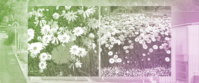 Half a Century of Botanical Research and Discovery in Western Australia by Kings Park and Botanic Garden