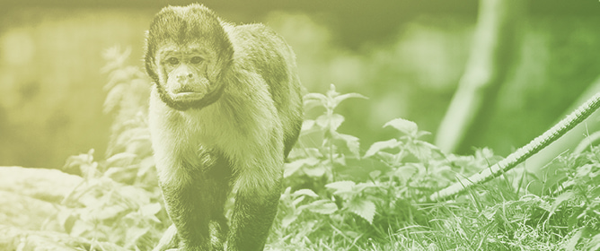 Behavioural Time Allocation and Responses to Environmental Enrichment in Zoo-Housed Yellow-Breasted Capuchin Monkeys (<em>Sapajus xanthosternos</em>)