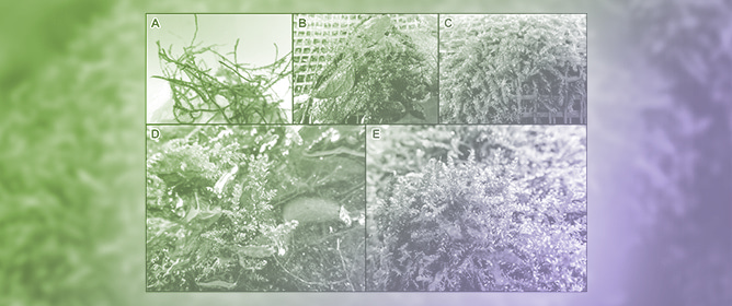 Bridging Experimentation and Practice in Propagation and Ex Situ Conservation: Studies in Threatened Moss <em>Drepanocladus sendtneri</em> (Amblystegiaceae)