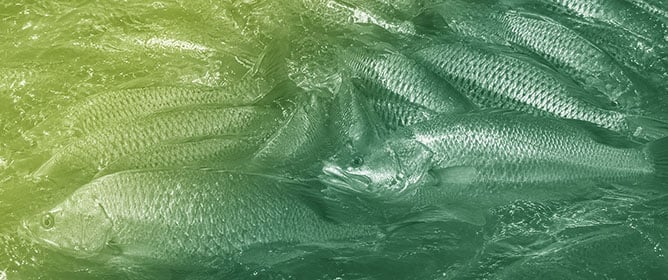 Evaluating the Impact of Two Different Diets on the Protein Profile of the Brain, Liver, and Intestine of the Barramundi