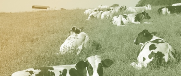 Sloping Terrain May Increase Grazing Pressure on Rangelands: Evidence from Herbivore Jaw Activity and Locomotion