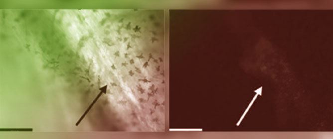Optimization of mRNA Vaccine Technology for Fish