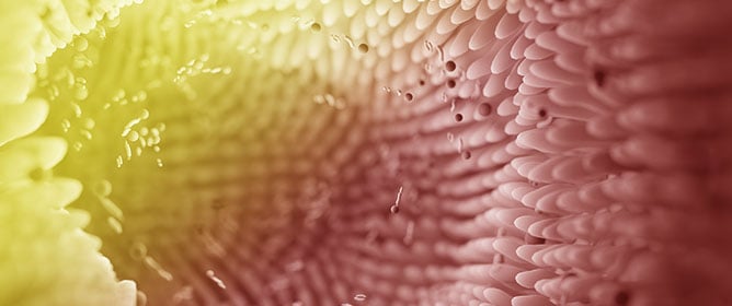 IBS and SIBO: Gut Microbiota, Pathophysiology, and Non-Pharmacological Interventions