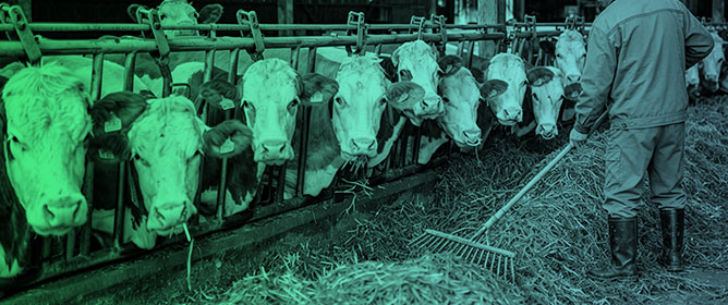 Animal Welfare Washing in Agriculture Supply Chains