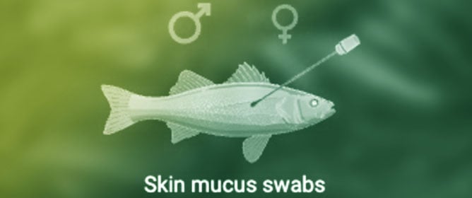 Proteomic Insights into the Immune and Sex-Specific Proteins in the Skin Mucus of Barramundi (<em>Lates calcarifer</em>)